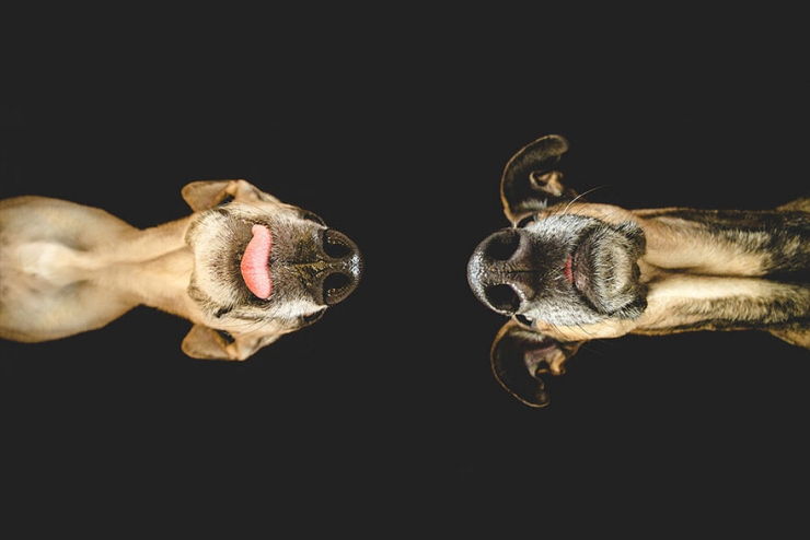 Illustration de l'article : Elke Vogelsang est une photographe amoureuse de ses chiens! Ses photos sont &agrave; couper le souffle!