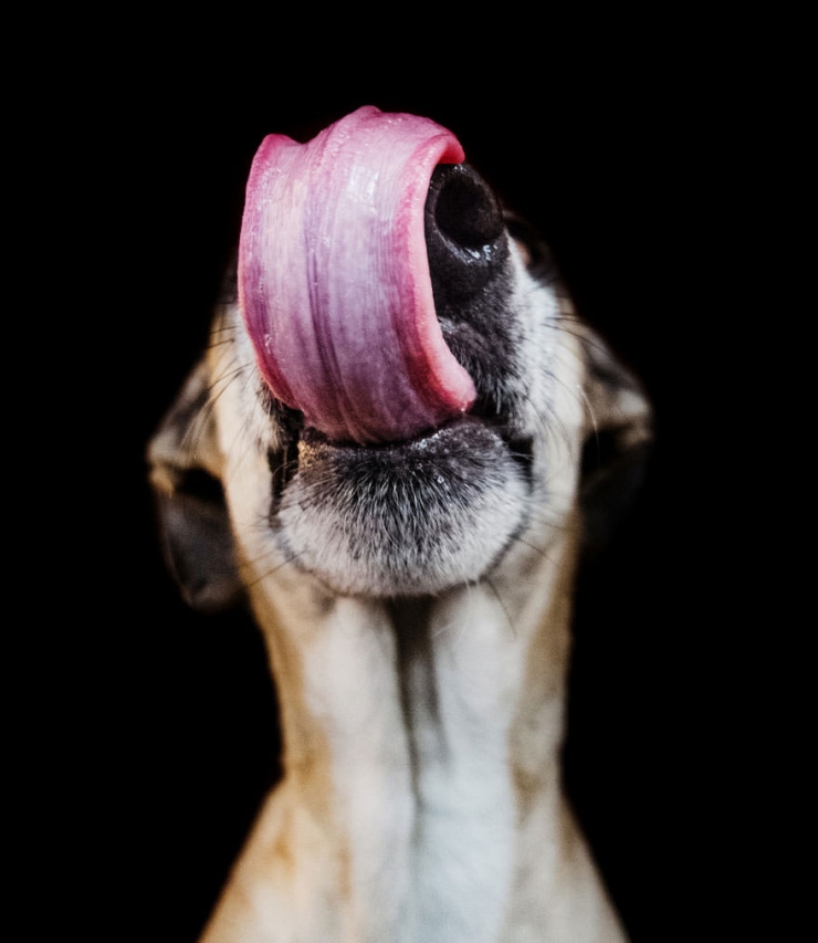 Illustration de l'article : Elke Vogelsang est une photographe amoureuse de ses chiens! Ses photos sont &agrave; couper le souffle!
