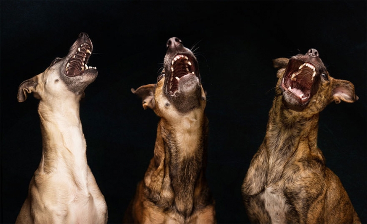 Illustration de l'article : Elke Vogelsang est une photographe amoureuse de ses chiens! Ses photos sont &agrave; couper le souffle!