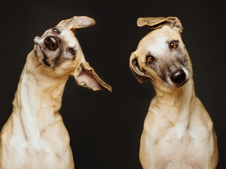 Illustration de l'article : Elke Vogelsang est une photographe amoureuse de ses chiens! Ses photos sont &agrave; couper le souffle!
