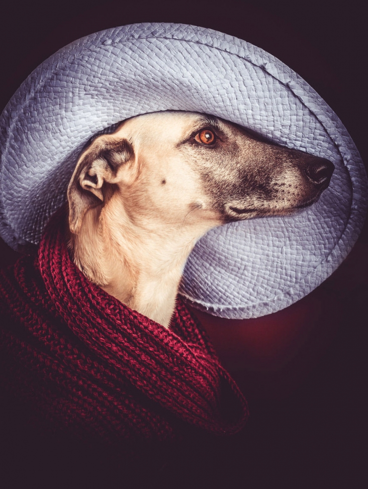 Illustration de l'article : Elke Vogelsang est une photographe amoureuse de ses chiens! Ses photos sont &agrave; couper le souffle!
