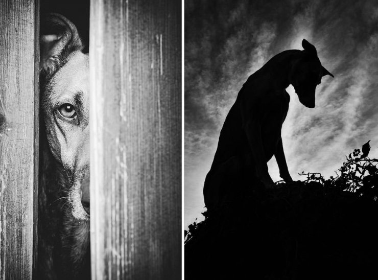 Illustration de l'article : Elke Vogelsang est une photographe amoureuse de ses chiens! Ses photos sont &agrave; couper le souffle!