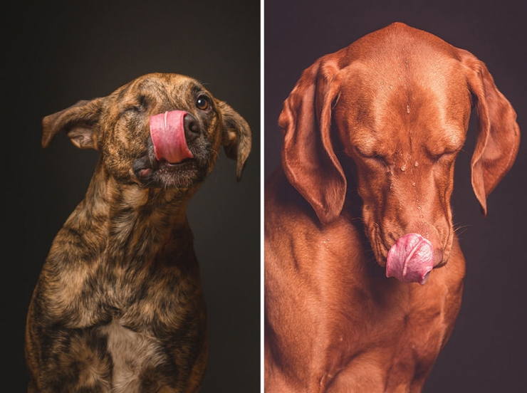 Illustration de l'article : Elke Vogelsang est une photographe amoureuse de ses chiens! Ses photos sont &agrave; couper le souffle!