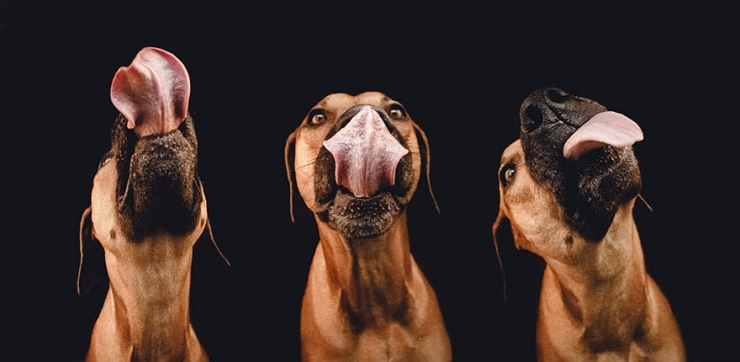 Illustration de l'article : Elke Vogelsang est une photographe amoureuse de ses chiens! Ses photos sont &agrave; couper le souffle!