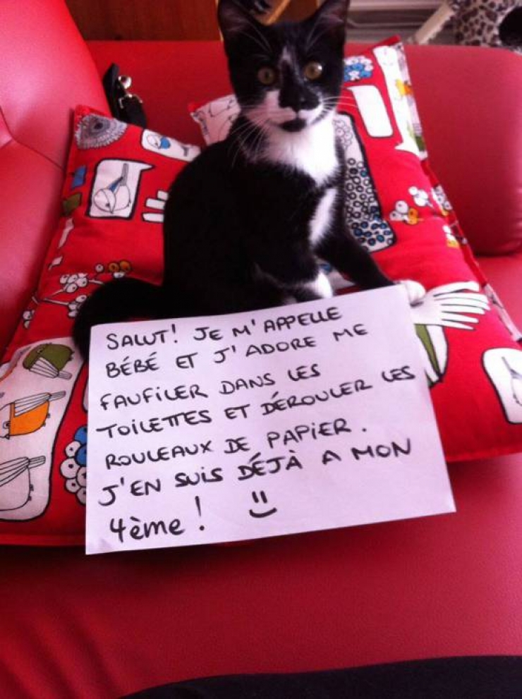 Illustration de l'article : La pancarte de la honte, LA solution quand nos chats adorés cumulent les conneries!