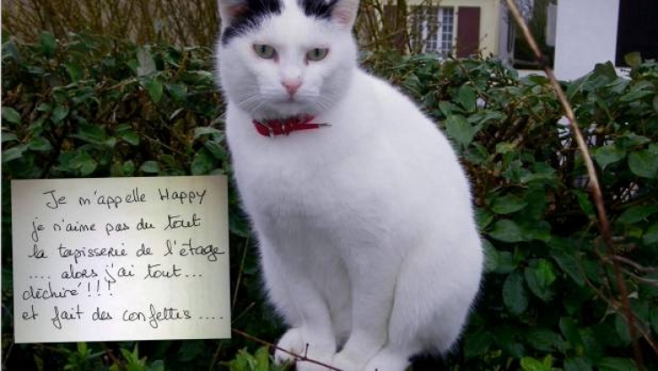 Illustration de l'article : La pancarte de la honte, LA solution quand nos chats adorés cumulent les conneries!
