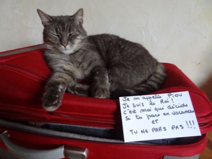 Illustration de l'article : La pancarte de la honte, LA solution quand nos chats adorés cumulent les conneries!