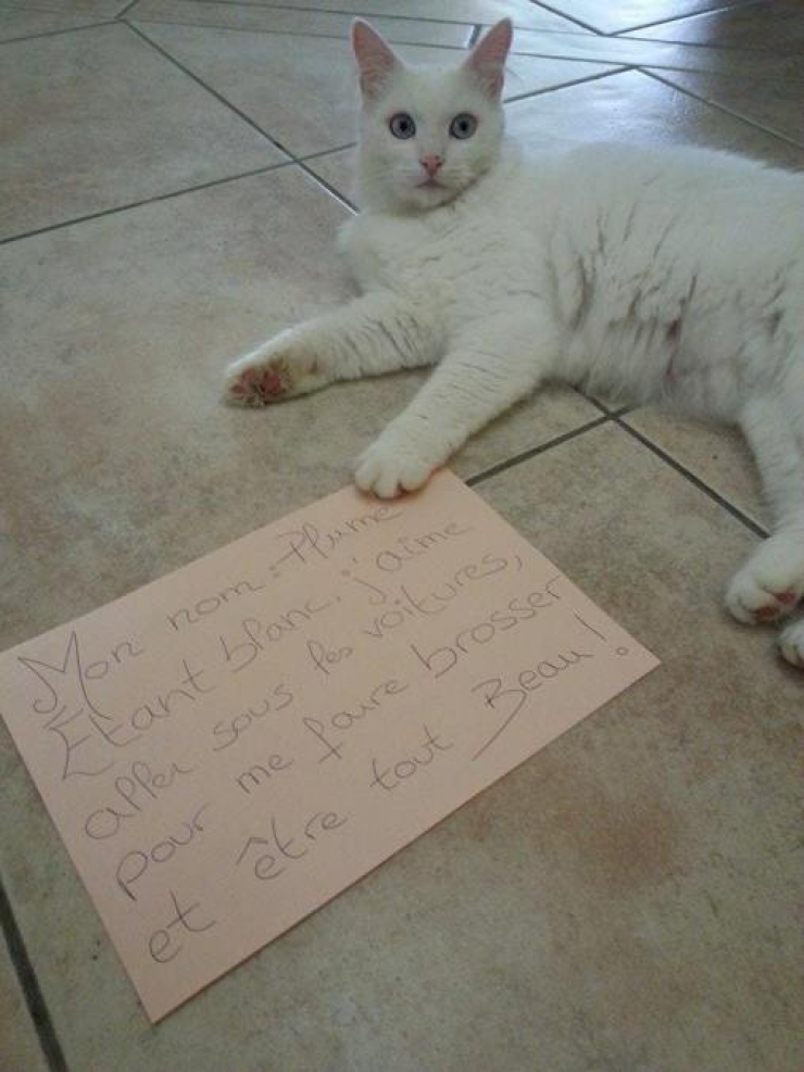 Illustration de l'article : La pancarte de la honte, LA solution quand nos chats adorés cumulent les conneries!