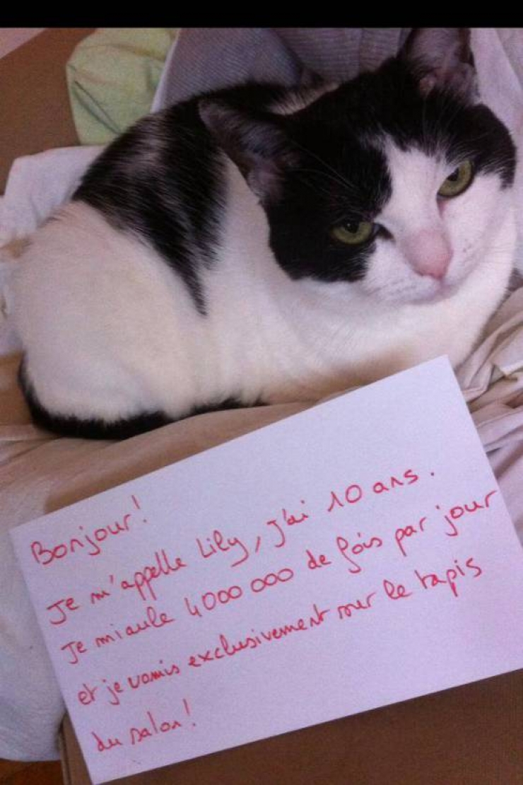 Illustration de l'article : La pancarte de la honte, LA solution quand nos chats adorés cumulent les conneries!