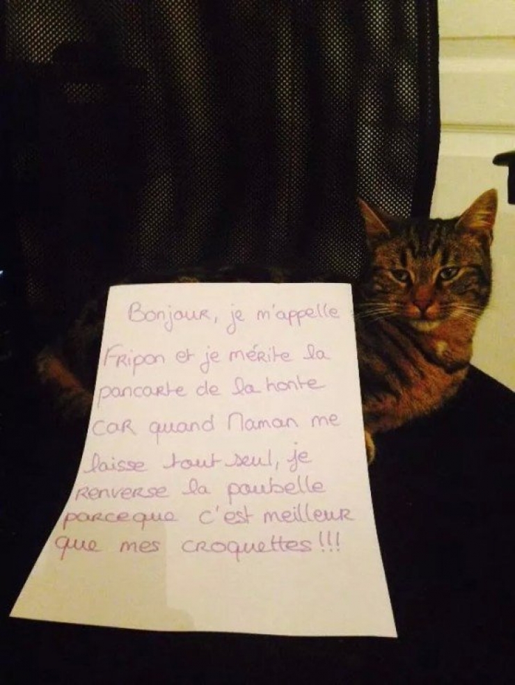 Illustration de l'article : La pancarte de la honte, LA solution quand nos chats adorés cumulent les conneries!