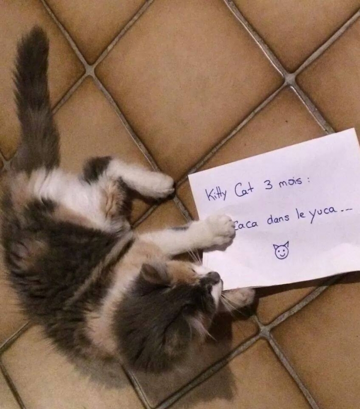 Illustration de l'article : La pancarte de la honte, LA solution quand nos chats adorés cumulent les conneries!