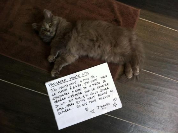 Illustration de l'article : La pancarte de la honte, LA solution quand nos chats adorés cumulent les conneries!