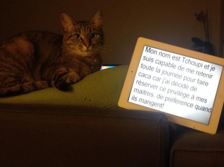 Illustration de l'article : La pancarte de la honte, LA solution quand nos chats adorés cumulent les conneries!