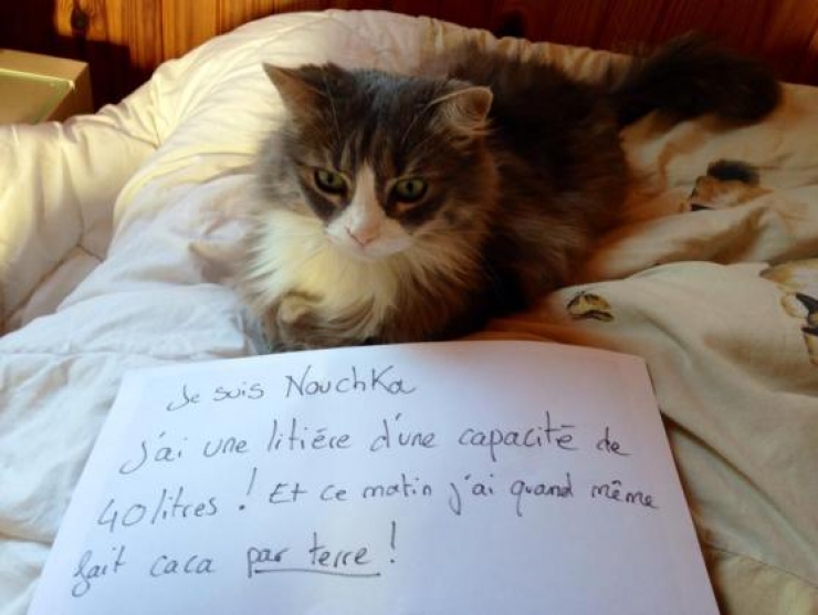 Illustration de l'article : La pancarte de la honte, LA solution quand nos chats adorés cumulent les conneries!