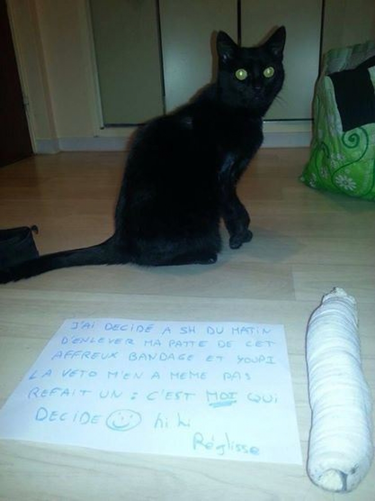 Illustration de l'article : La pancarte de la honte, LA solution quand nos chats adorés cumulent les conneries!