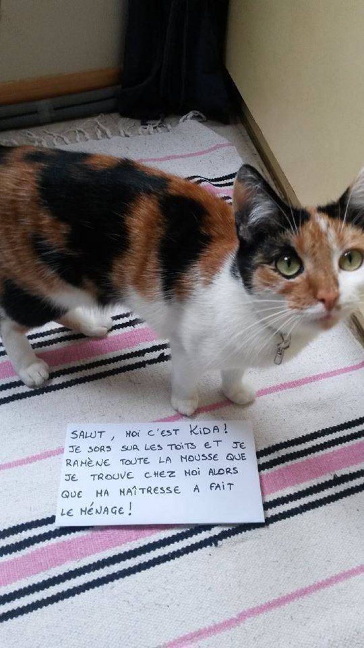 Illustration de l'article : La pancarte de la honte, LA solution quand nos chats adorés cumulent les conneries!