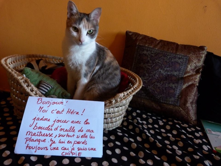 Illustration de l'article : La pancarte de la honte, LA solution quand nos chats adorés cumulent les conneries!