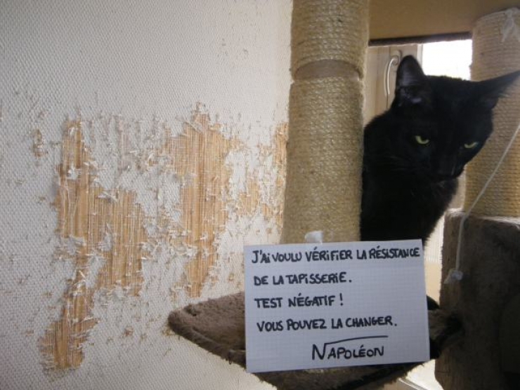 Illustration de l'article : La pancarte de la honte, LA solution quand nos chats adorés cumulent les conneries!