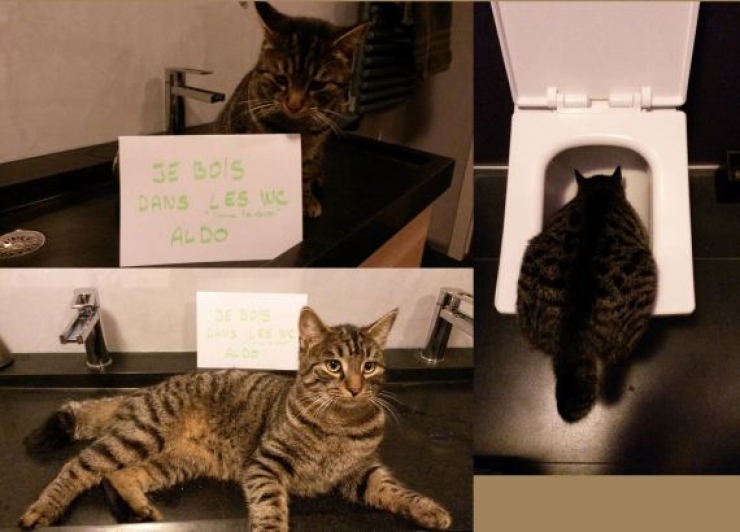 Illustration de l'article : La pancarte de la honte, LA solution quand nos chats adorés cumulent les conneries!