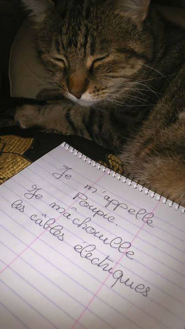 Illustration de l'article : La pancarte de la honte, LA solution quand nos chats adorés cumulent les conneries!