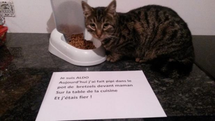 Illustration de l'article : La pancarte de la honte, LA solution quand nos chats adorés cumulent les conneries!