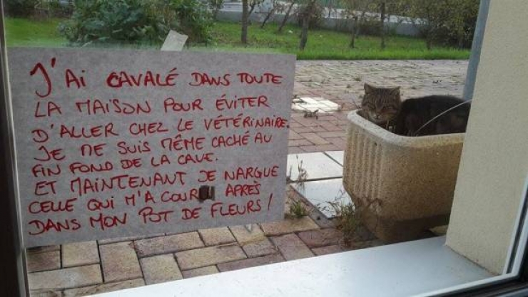 Illustration de l'article : La pancarte de la honte, LA solution quand nos chats adorés cumulent les conneries!