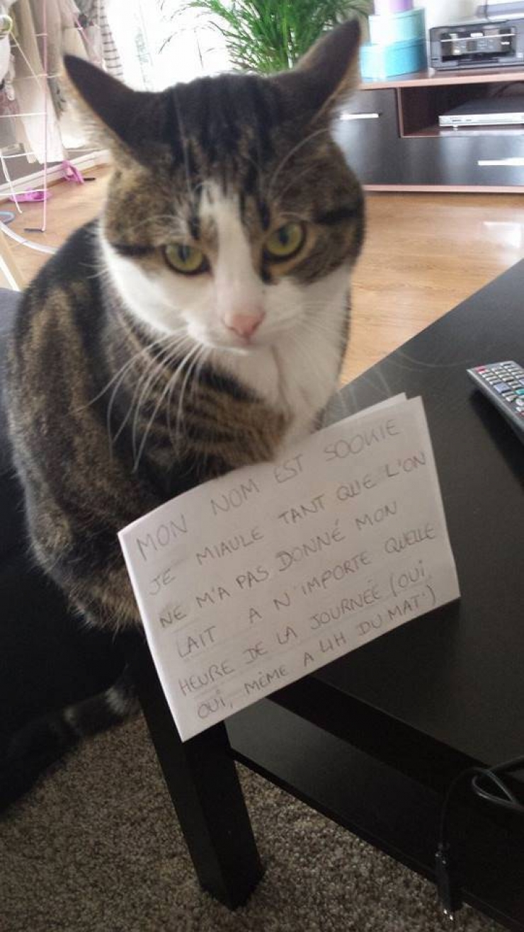 Illustration de l'article : La pancarte de la honte, LA solution quand nos chats adorés cumulent les conneries!