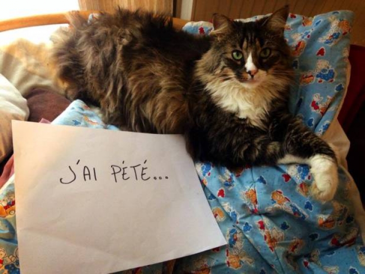 Illustration de l'article : La pancarte de la honte, LA solution quand nos chats adorés cumulent les conneries!
