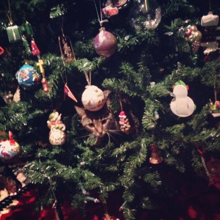 Illustration de l'article : Ces 19 chats sont tr&egrave;s &agrave; l'aise parmi les d&eacute;corations de No&euml;l