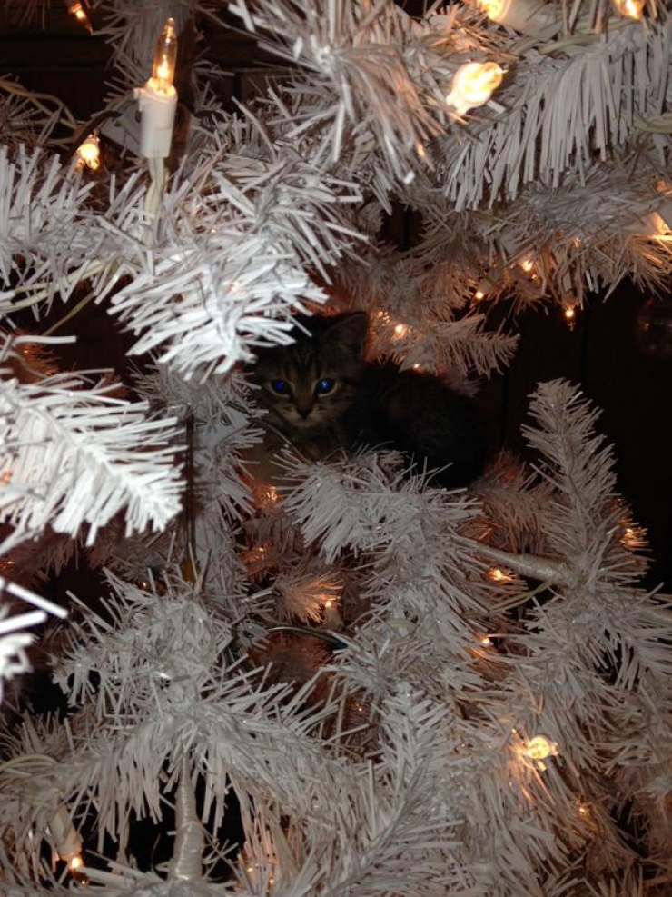 Illustration de l'article : Ces 19 chats sont tr&egrave;s &agrave; l'aise parmi les d&eacute;corations de No&euml;l