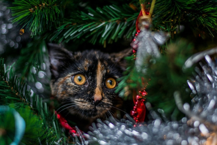 Illustration de l'article : Ces 19 chats sont tr&egrave;s &agrave; l'aise parmi les d&eacute;corations de No&euml;l