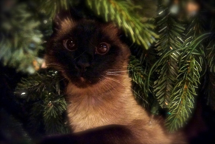 Illustration de l'article : Ces 19 chats sont tr&egrave;s &agrave; l'aise parmi les d&eacute;corations de No&euml;l