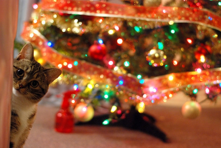 Illustration de l'article : Ces 19 chats sont tr&egrave;s &agrave; l'aise parmi les d&eacute;corations de No&euml;l