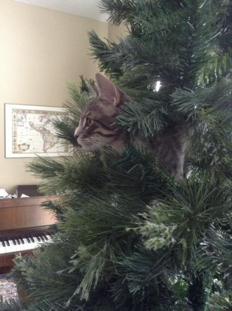 Illustration de l'article : Ces 19 chats sont tr&egrave;s &agrave; l'aise parmi les d&eacute;corations de No&euml;l