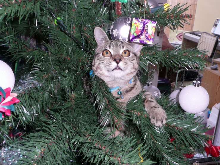 Illustration de l'article : Ces 19 chats sont tr&egrave;s &agrave; l'aise parmi les d&eacute;corations de No&euml;l