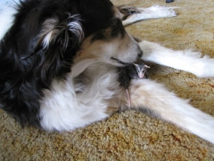 Illustration de l'article : 18 photos qui prouvent que l'amiti&eacute; n'est pas un vain mot chez les animaux