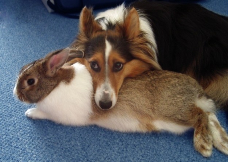 Illustration de l'article : 18 photos qui prouvent que l'amiti&eacute; n'est pas un vain mot chez les animaux