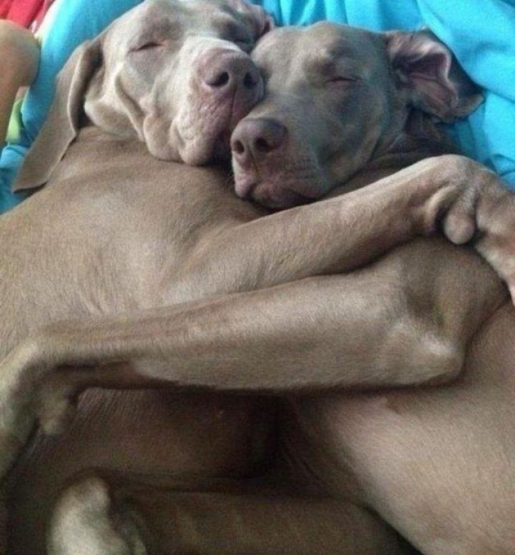 Illustration de l'article : 18 photos qui prouvent que l'amiti&eacute; n'est pas un vain mot chez les animaux