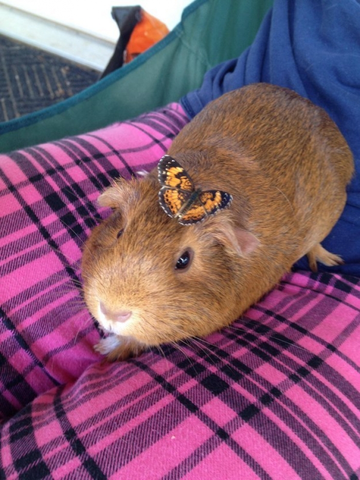 Illustration de l'article : 18 photos qui prouvent que l'amiti&eacute; n'est pas un vain mot chez les animaux