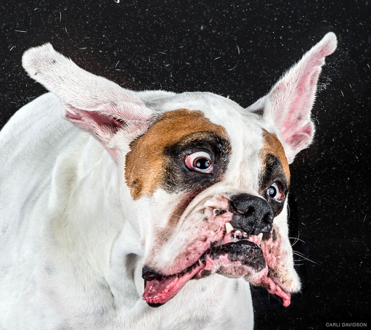 Illustration de l'article : Elle photographie les chiens pendant qu'ils secouent la tête
