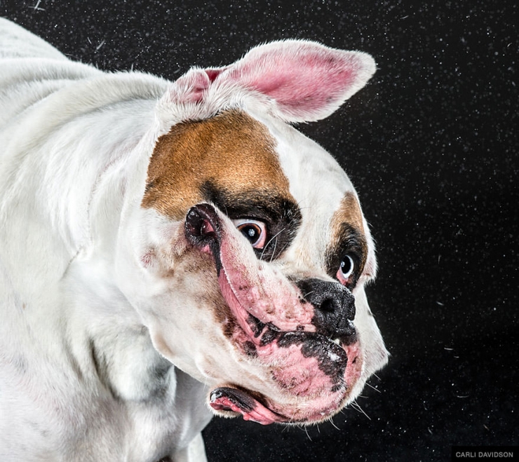 Illustration de l'article : Elle photographie les chiens pendant qu'ils secouent la tête