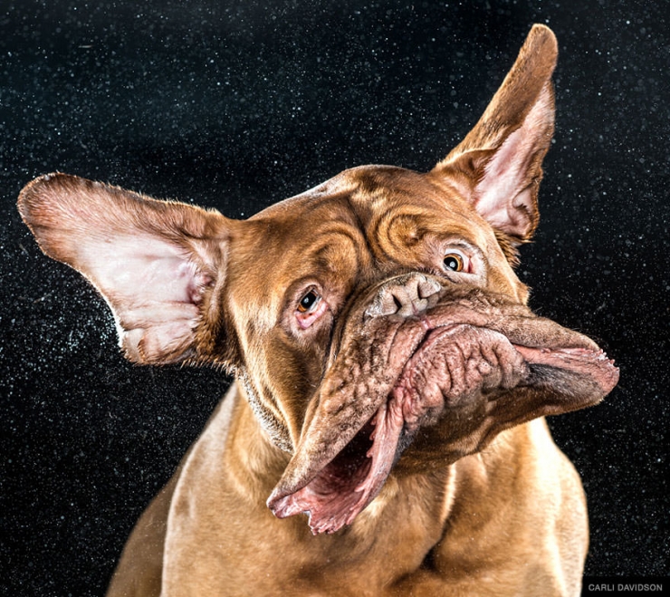 Illustration de l'article : Elle photographie les chiens pendant qu'ils secouent la tête