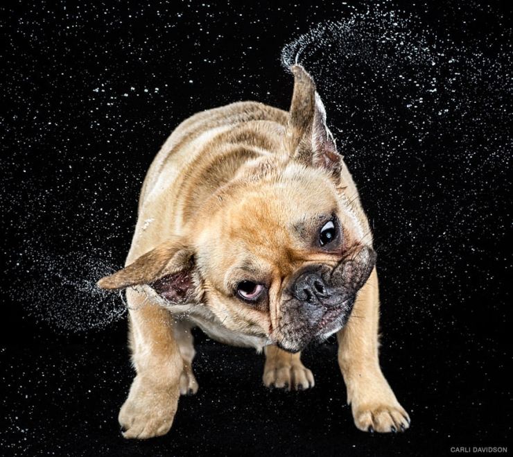 Illustration de l'article : Elle photographie les chiens pendant qu'ils secouent la tête