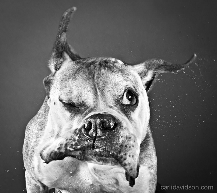 Illustration de l'article : Elle photographie les chiens pendant qu'ils secouent la tête