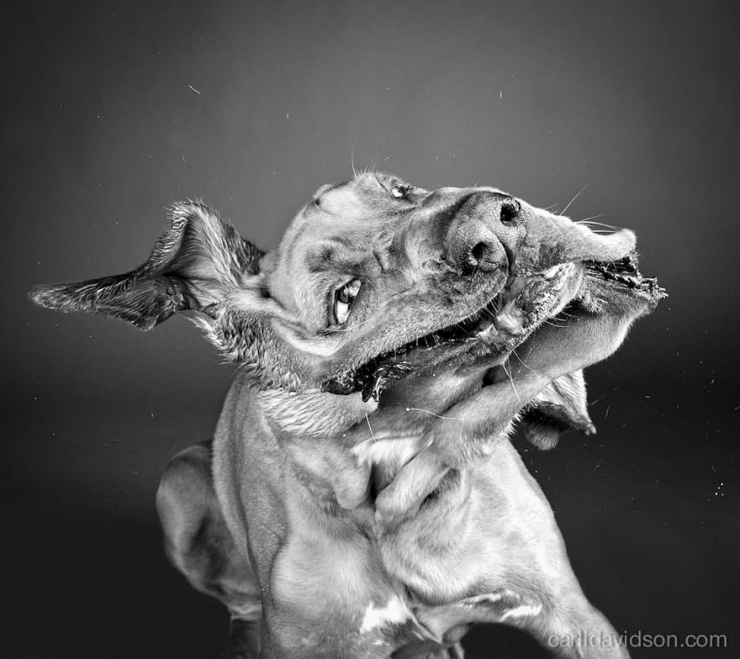 Illustration de l'article : Elle photographie les chiens pendant qu'ils secouent la tête