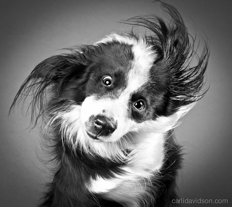 Illustration de l'article : Elle photographie les chiens pendant qu'ils secouent la tête