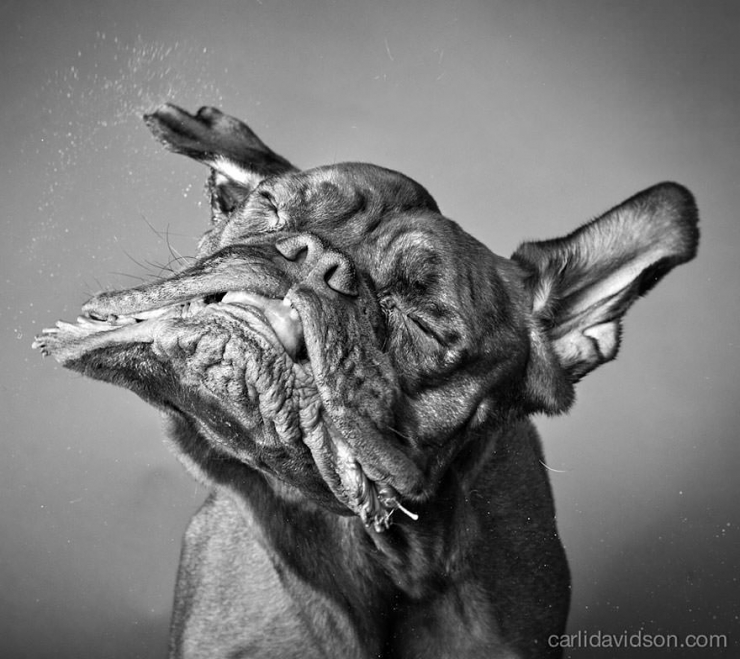 Illustration de l'article : Elle photographie les chiens pendant qu'ils secouent la tête