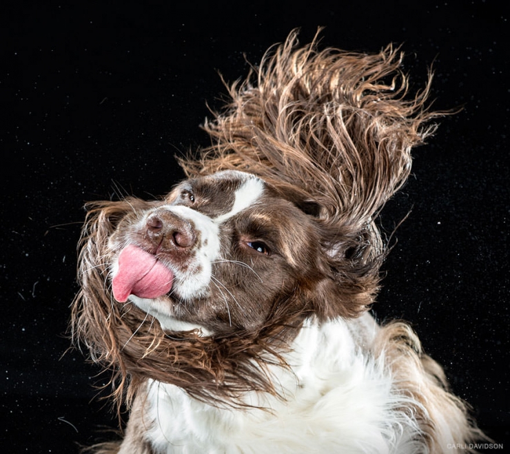 Illustration de l'article : Elle photographie les chiens pendant qu'ils secouent la tête