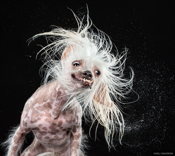 Illustration de l'article : Elle photographie les chiens pendant qu'ils secouent la tête