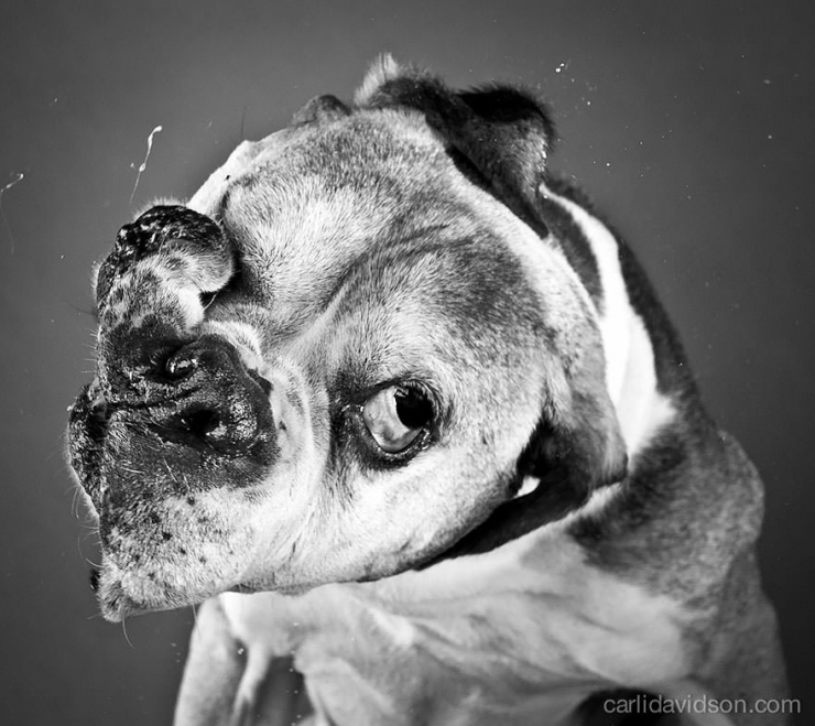 Illustration de l'article : Elle photographie les chiens pendant qu'ils secouent la tête